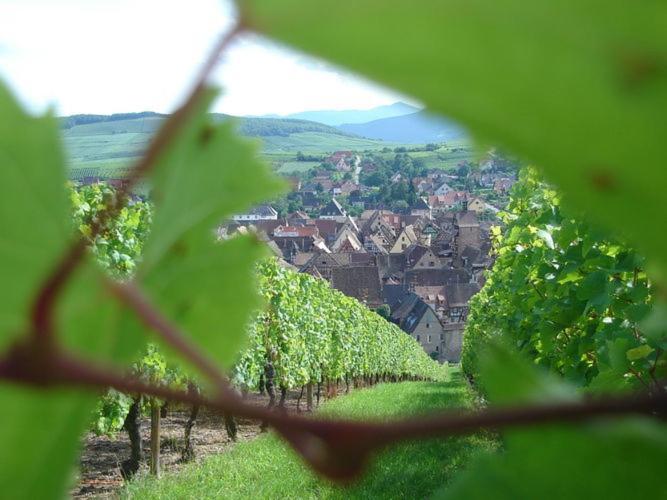 A Studio Apartment In Wine Grower'S House Riquewihr Exteriör bild